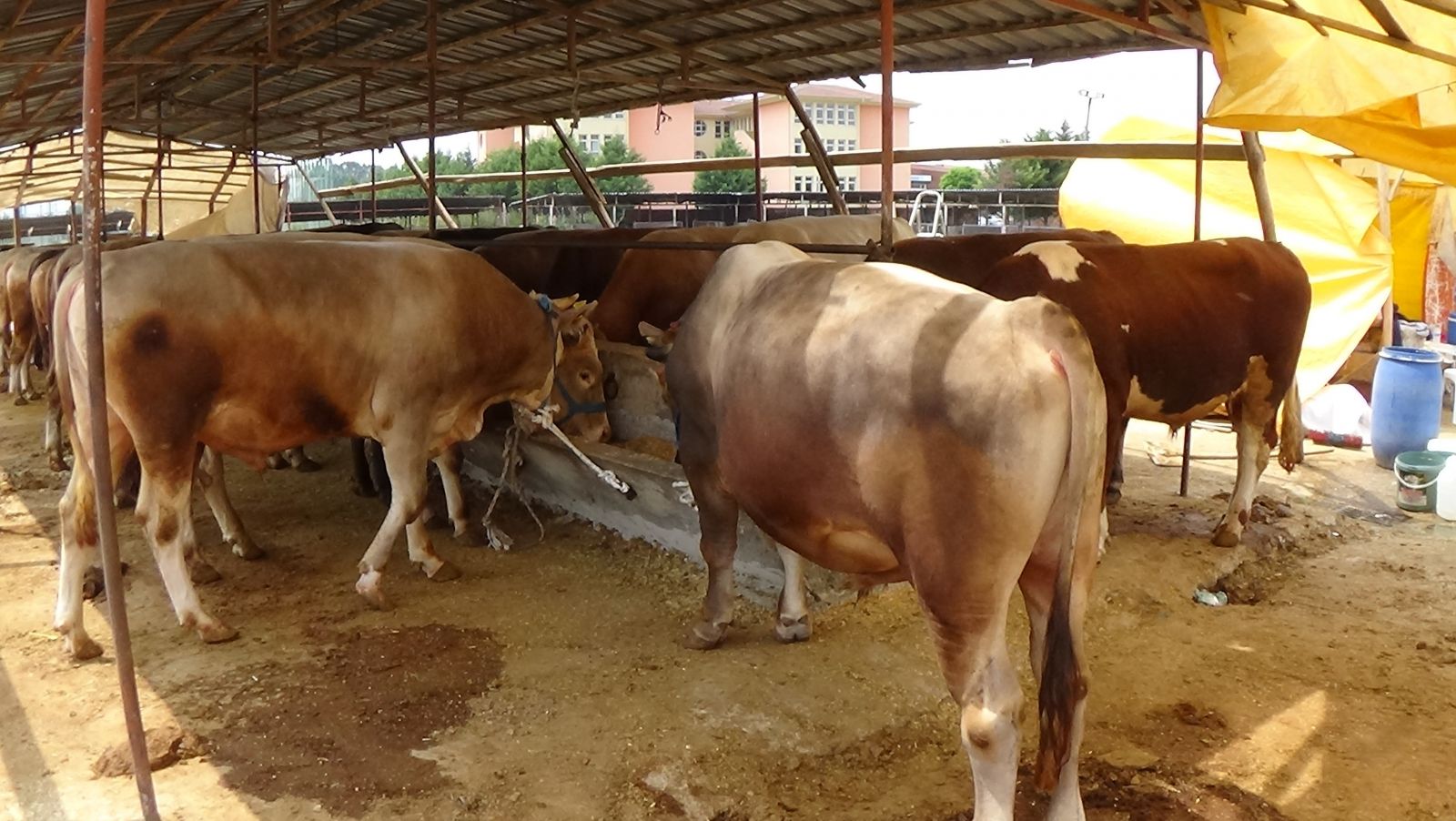 Kurbanlıklar gelmeye başladı